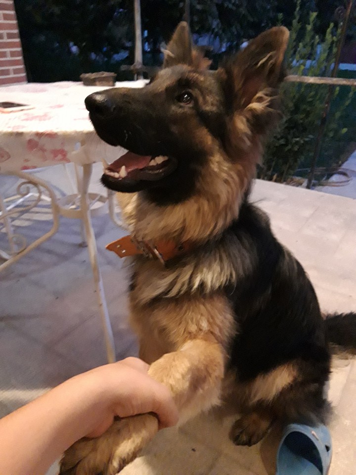 my beautiful dog