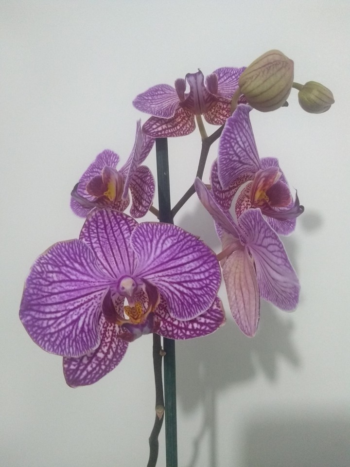 Orchid flower
