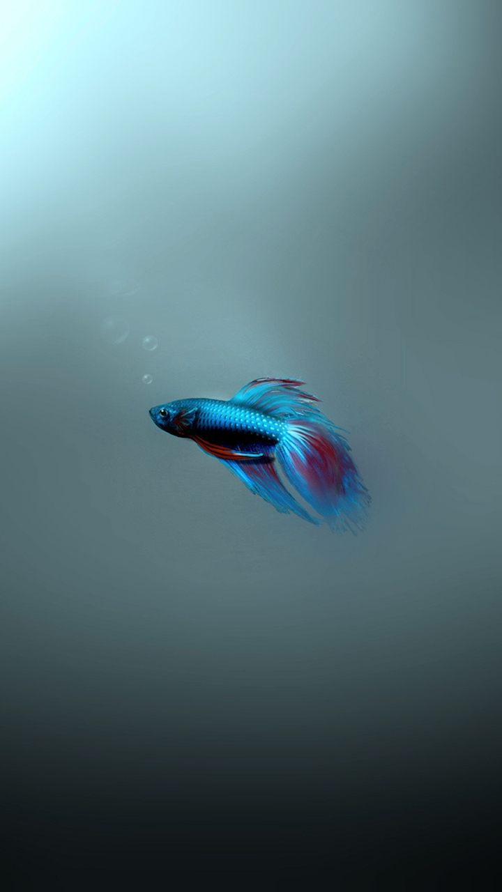 Fighter fish