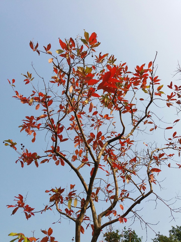 Red Leaves