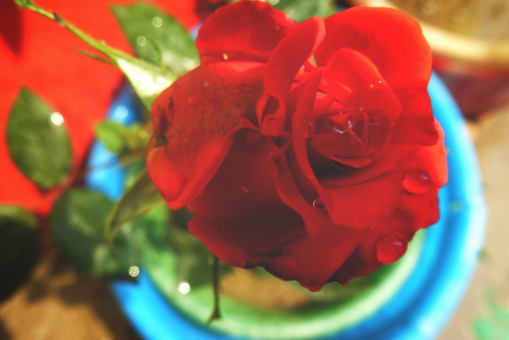 Red rose