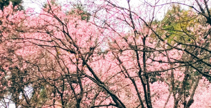 Awesome Cherry tree