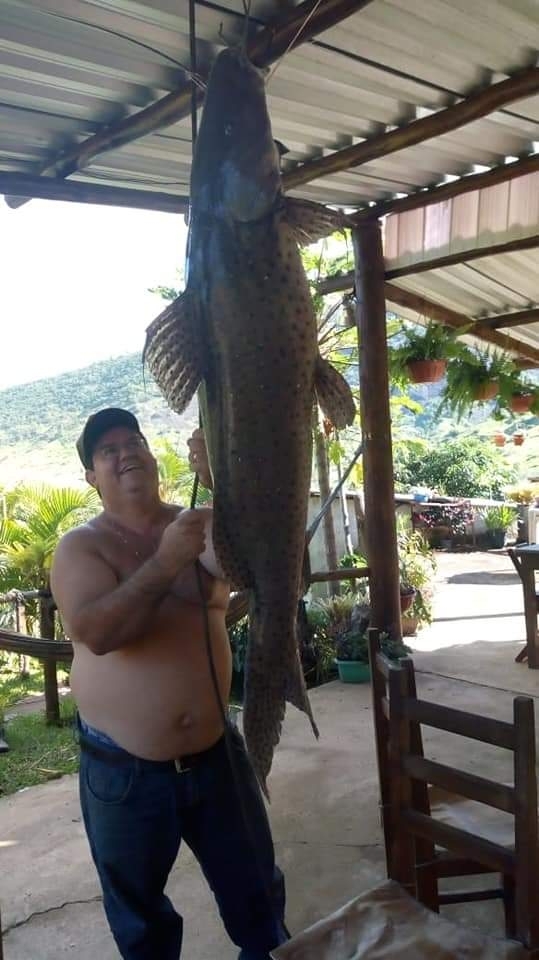 peixe da agua doce