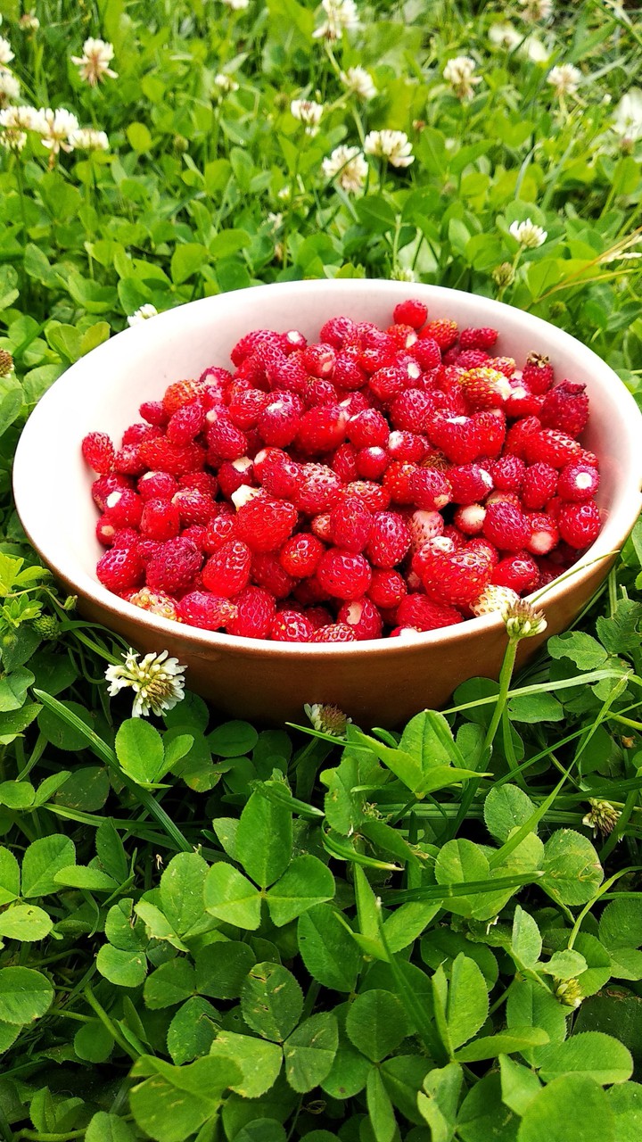 Wild strawberries