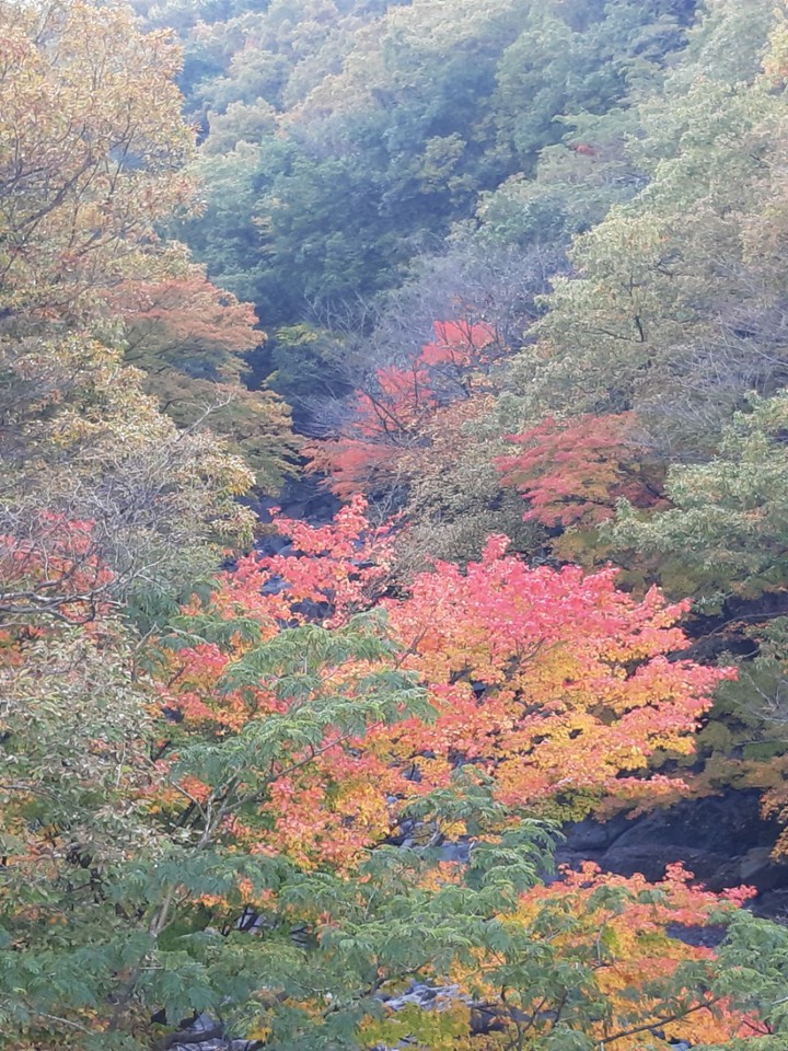 단풍