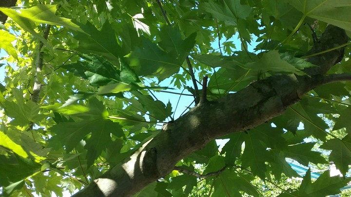 The Sky and the Tree