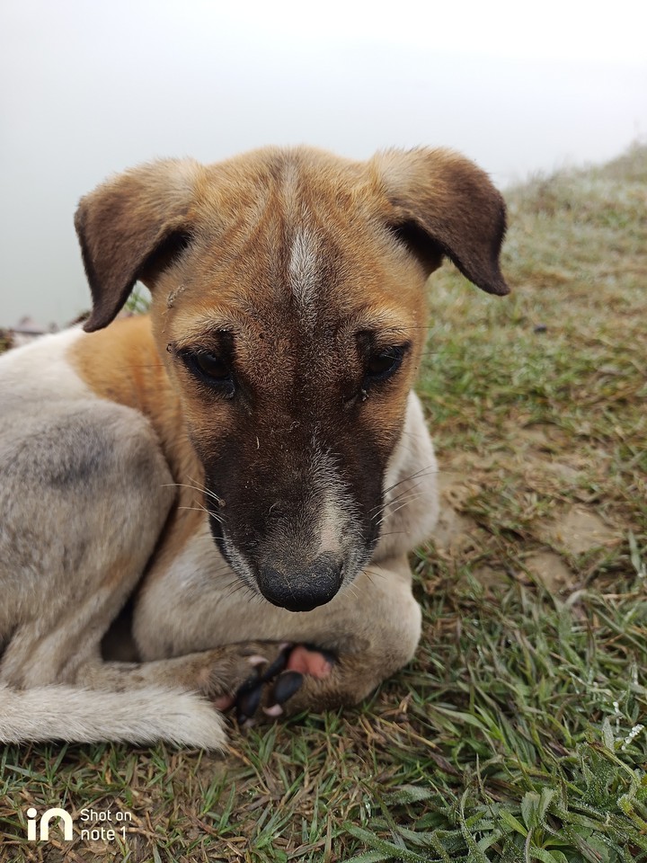 Indian dogs