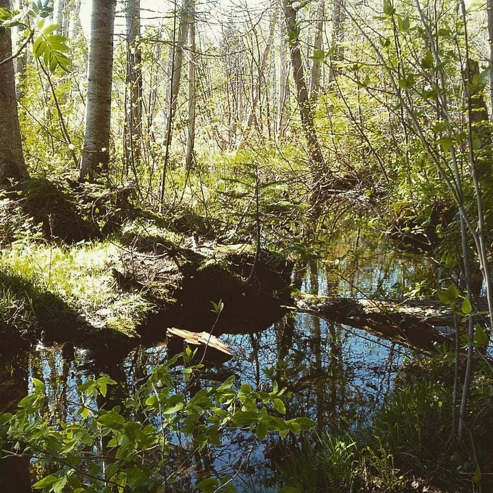 the simple nature
