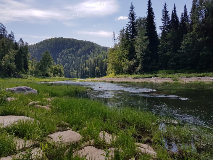 beautiful forest