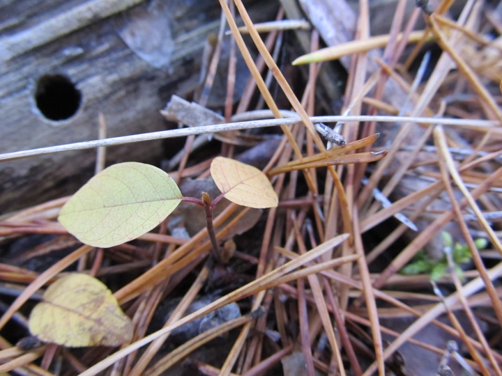 autmn plant