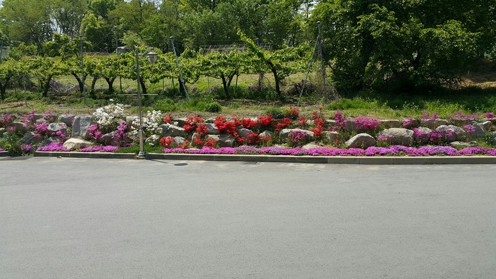trees, road,flowers 