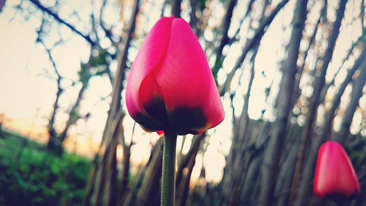 tulip