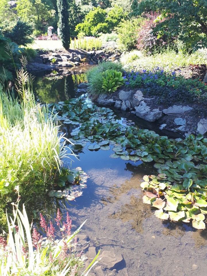 Lotus Pond