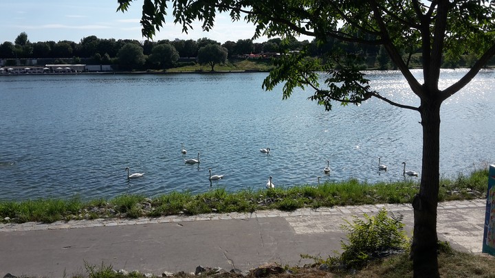 Swans in the Donau river in Vienna