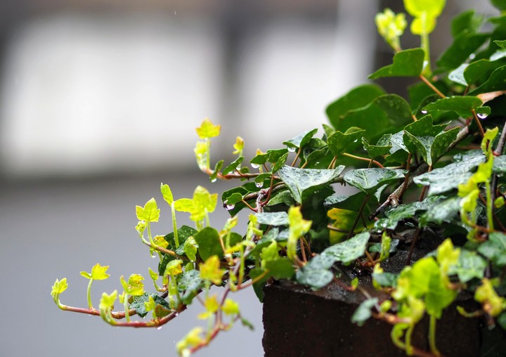 Ivy
