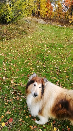 Autumn greeting