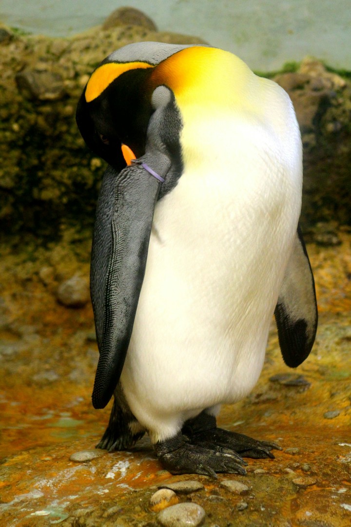 Penguin