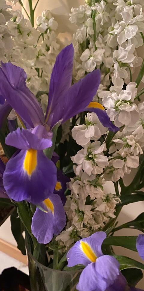 purple, violet duvar kağıtları