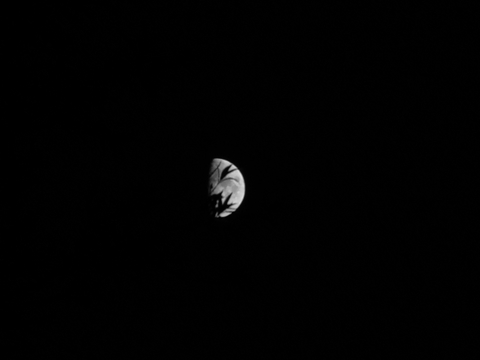 Mond, Pflanzen, Nacht, Himmel