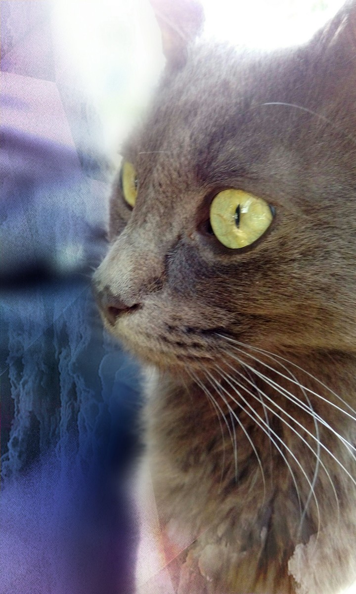 Staring cat