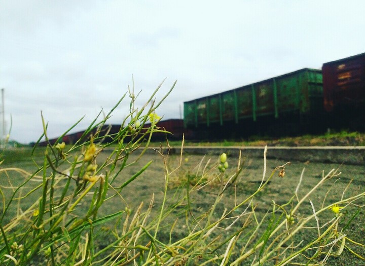 Train