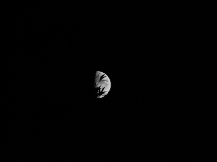Mond, Pflanzen, Nacht, Himmel