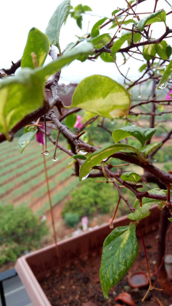 green rain drop