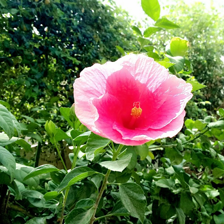 flower