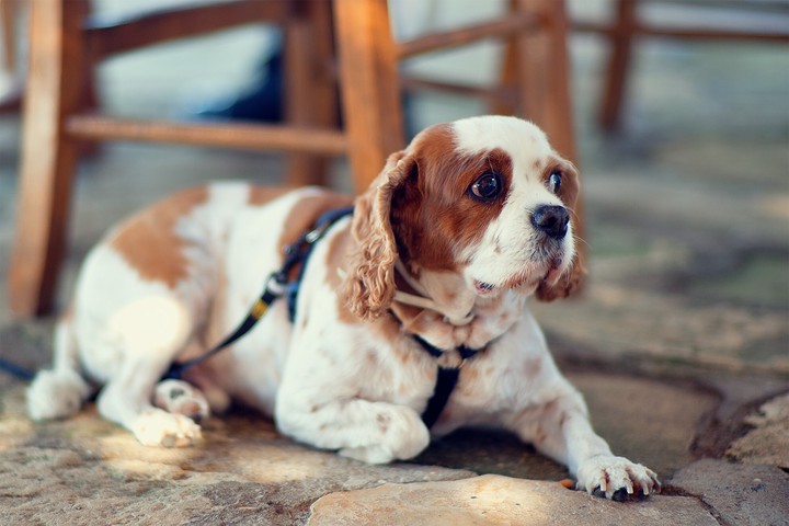 Dog