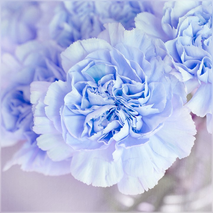 Blue carnation