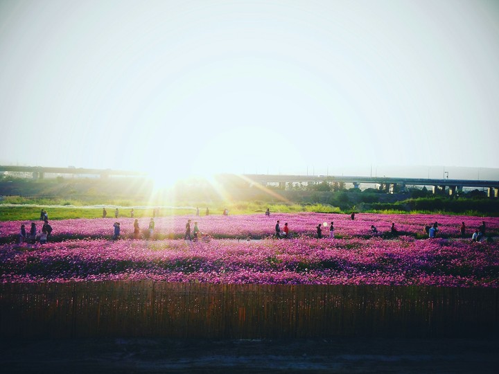 花海