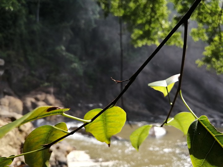 Woter falls in a forast