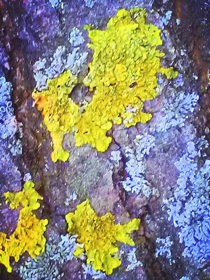 tree bark