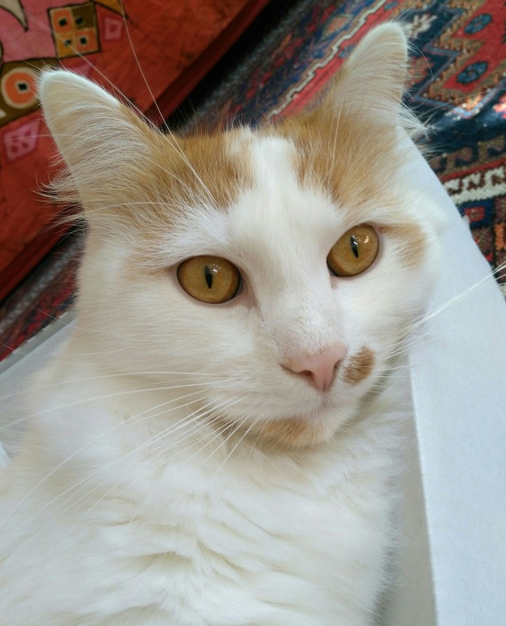 Cute white cat