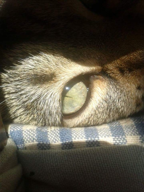 cat eye