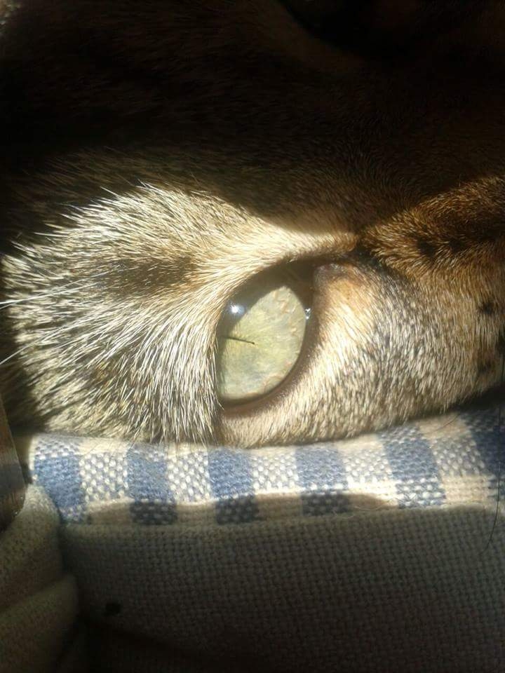 cat eye