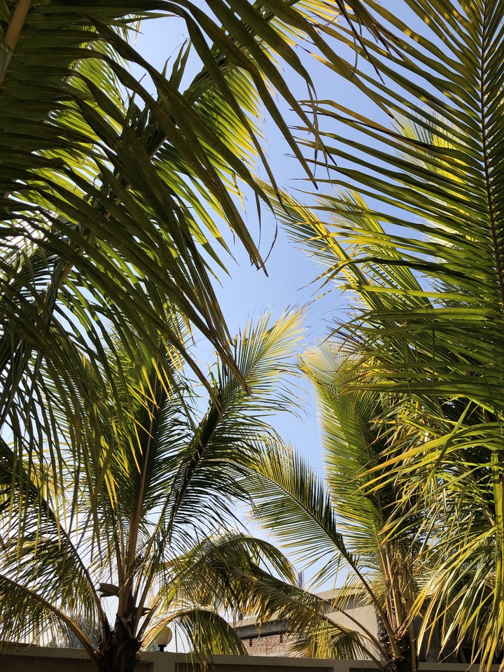 Leaves