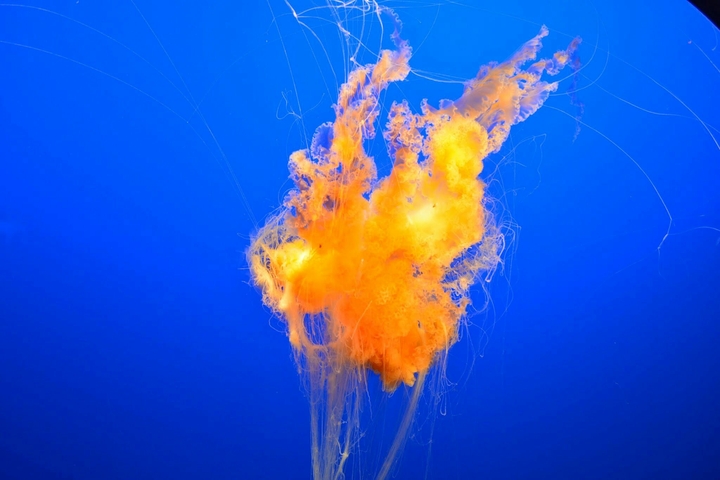 Orange Jellyfish