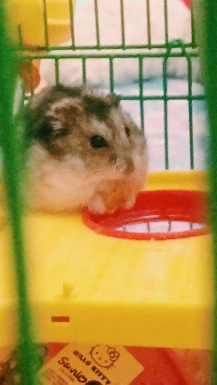 chomik słodki