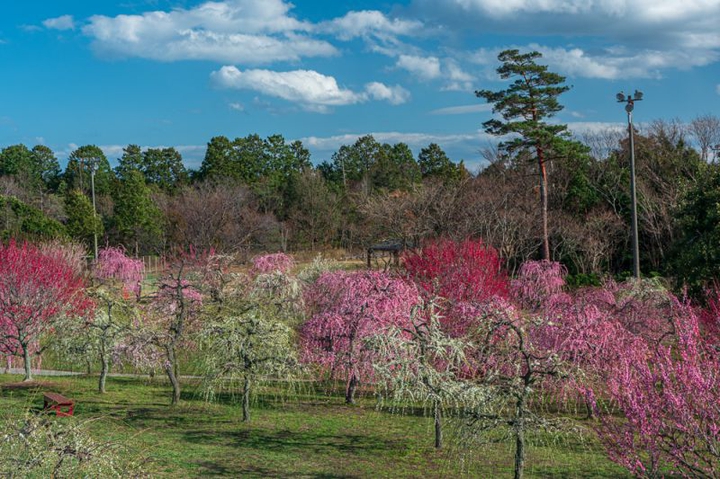 orchard of plum blossoms