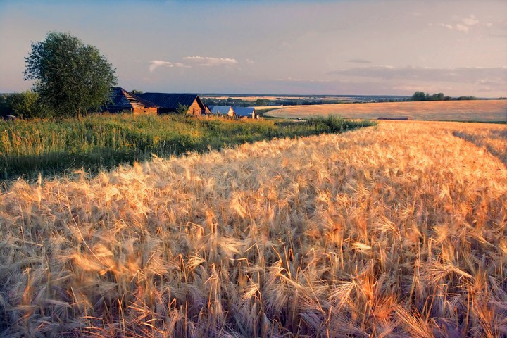fields of gold