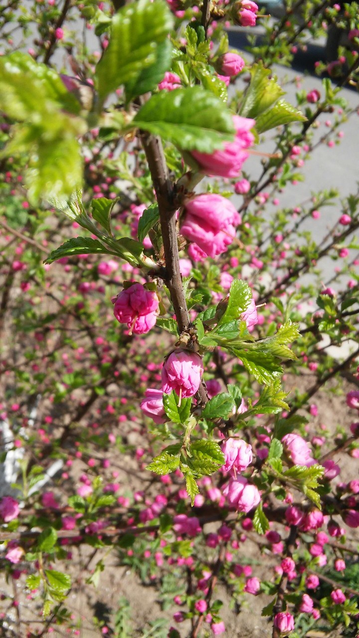 spring
