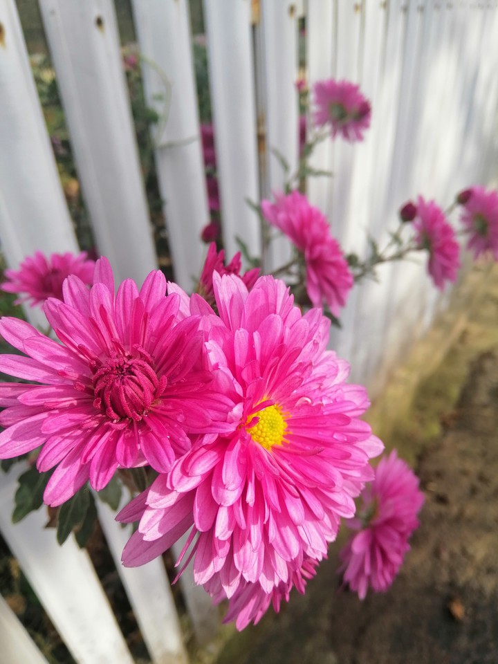 flowers