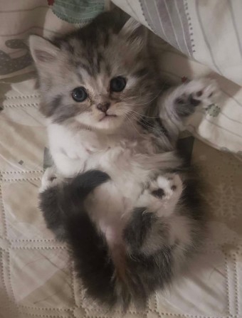 Kitten