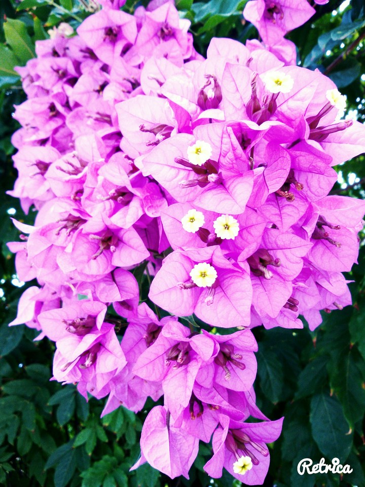 My Father's flower