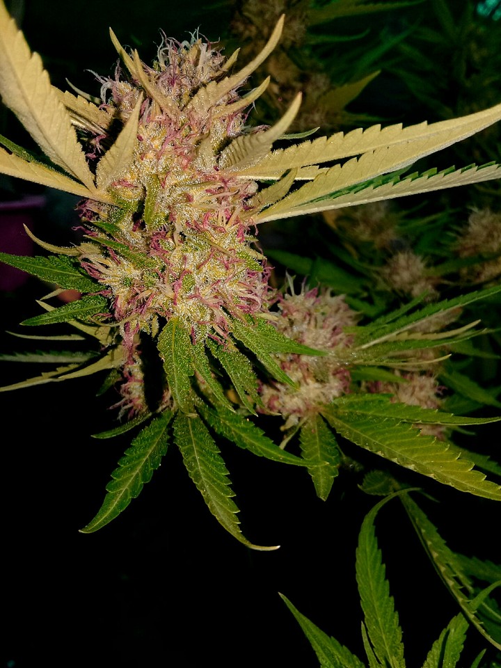 Pink Fuzz