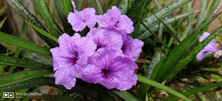 flower with droplet