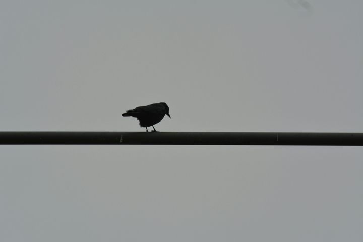 bird
