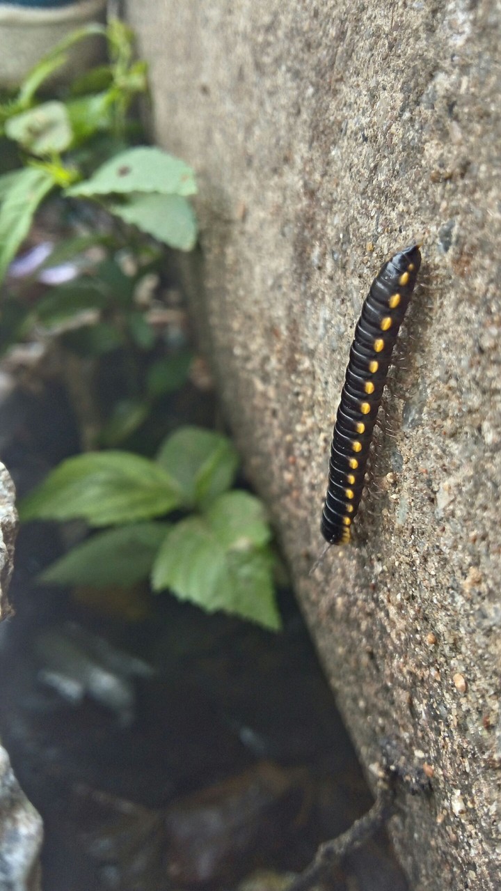insect photography