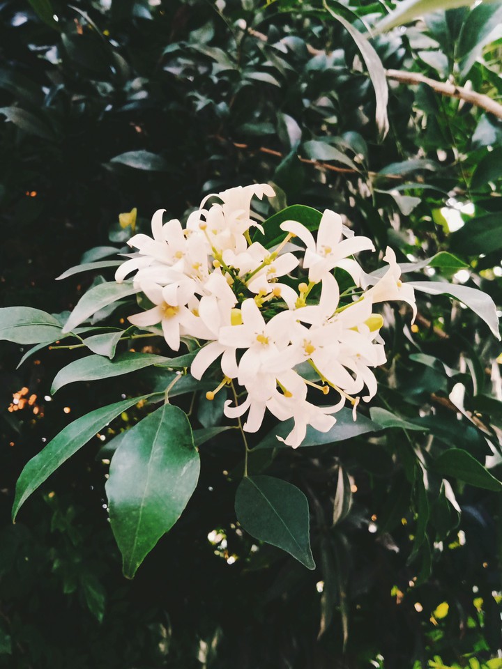 white flowers